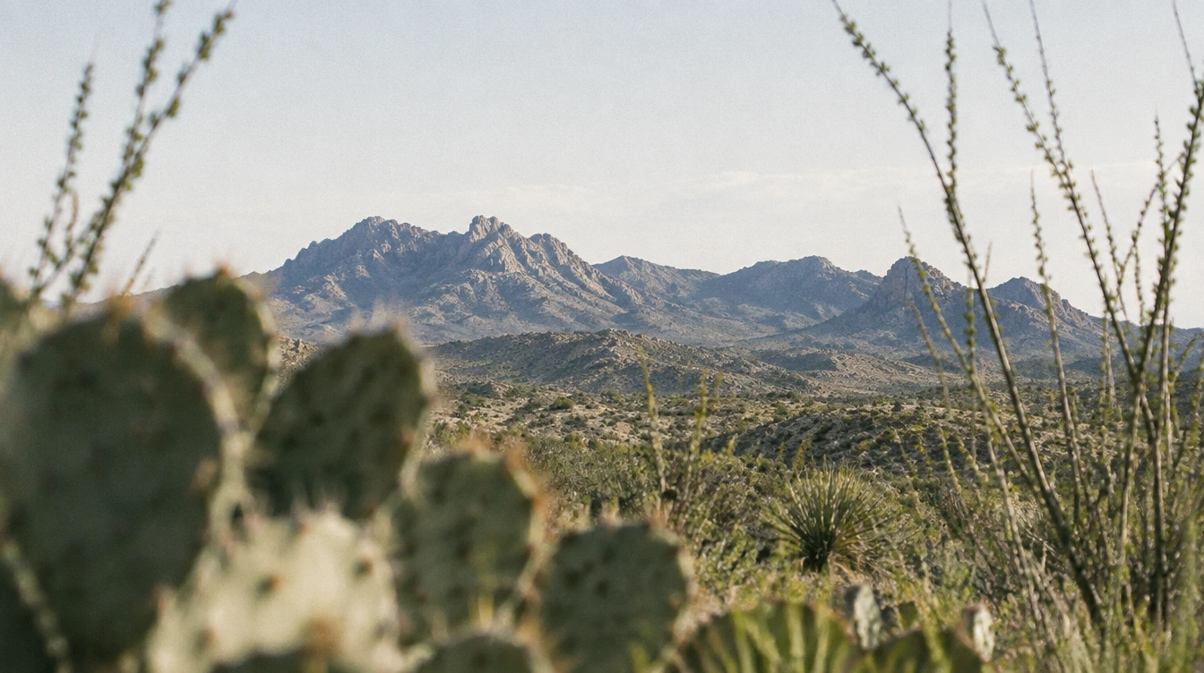 Concept landscape with native desert plants